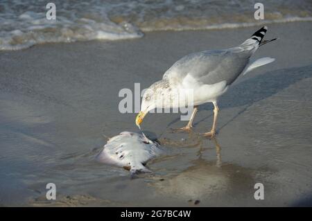 Aringhe Gull, con pesci morti, ottobre, Zingst, Parco Nazionale Vorpommersche Boddenlandschaft, Meclemburgo-Vorpommern, Mar Baltico, Germania Foto Stock