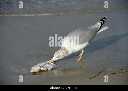 Aringhe Gull, con pesci morti, ottobre, Zingst, Parco Nazionale Vorpommersche Boddenlandschaft, Meclemburgo-Vorpommern, Mar Baltico, Germania Foto Stock