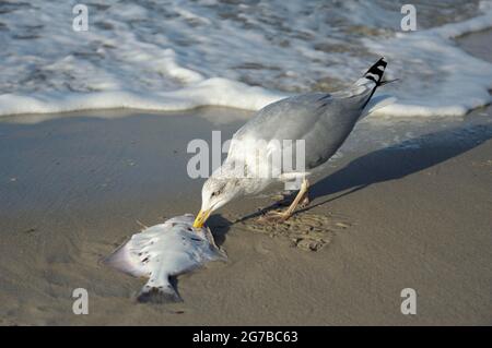 Aringhe Gull, con pesci morti, ottobre, Zingst, Parco Nazionale Vorpommersche Boddenlandschaft, Meclemburgo-Vorpommern, Mar Baltico, Germania Foto Stock