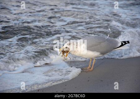 Aringhe Gull, con pesci morti, ottobre, Zingst, Parco Nazionale Vorpommersche Boddenlandschaft, Meclemburgo-Vorpommern, Mar Baltico, Germania Foto Stock