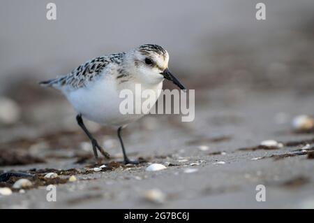 Sanderling, il giovane uccello in abito di quest'anno, sulla spiaggia del Mar Baltico, alla ricerca di cibo al Swell, ottobre, Prerow, Parco Nazionale Foto Stock