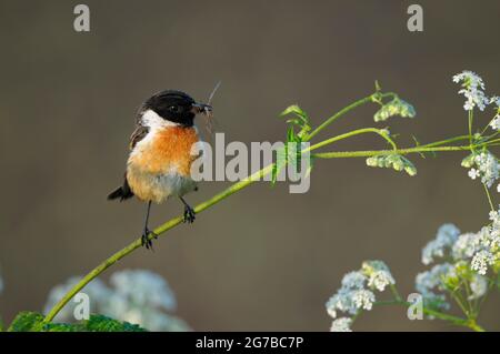 Stonechat, maschio con cibo nel suo becco, maggio, NSG Dingdener Heide, Nord Reno-Westfalia, Germania Foto Stock