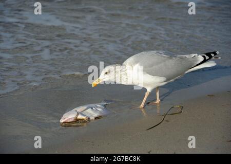 Aringhe Gull, con pesci morti, ottobre, Zingst, Parco Nazionale Vorpommersche Boddenlandschaft, Meclemburgo-Vorpommern, Mar Baltico, Germania Foto Stock