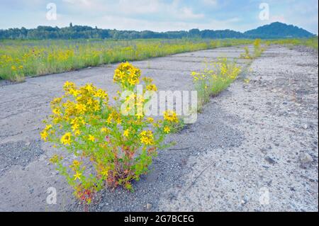 Erba di San Giovanni, su terreno concreto, vecchia terra industriale desolata, luglio, Oberhausen, Zona della Ruhr, Renania Settentrionale-Vestfalia, Germania Foto Stock