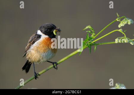 Stonechat, maschio con cibo nel suo becco, maggio, NSG Dingdener Heide, Nord Reno-Westfalia, Germania Foto Stock