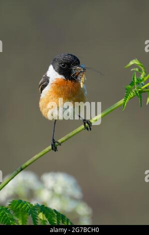 Stonechat, maschio con cibo nel suo becco, maggio, NSG Dingdener Heide, Nord Reno-Westfalia, Germania Foto Stock