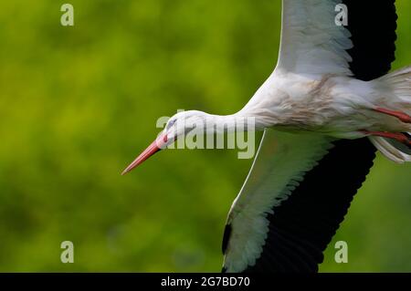 Cicogna bianca, uccello adulto in volo, maggio, Muensterland, Nord Reno-Westfalia, Germania Foto Stock