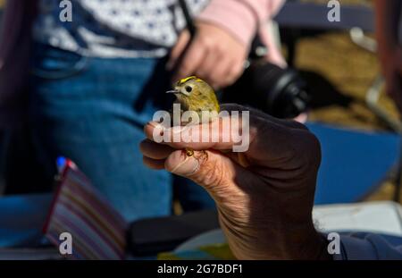 Winter Goldcrest (Regulus regulus) nelle mani di un ornitologo durante il ringing degli uccelli, col de la Croix, Bex, Wadt, Svizzera Foto Stock