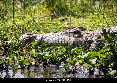 Coccodrillo (Crocodylinae), Murchison Falls National Park, Uganda, Africa Foto Stock