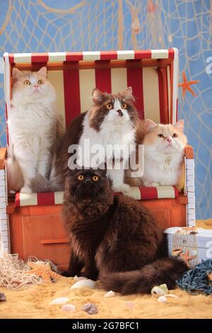 British Longhair Cat, British Longhair Cat, Highlander, Lowlander, Britannica, BLH Foto Stock