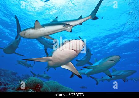 Squalo grigio (Carcharhinus amblyrhynchos) e squalo nero della barriera corallina, femmina, squalo nero della barriera corallina (Carcharhinus melanopterus) Foto Stock