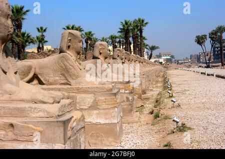 Recentemente scavato Sphinxes Avenue, Via processionale tra il Tempio di Luxor e il Tempio di Karnak, scavi, Tebe, Luxor, Egitto Foto Stock