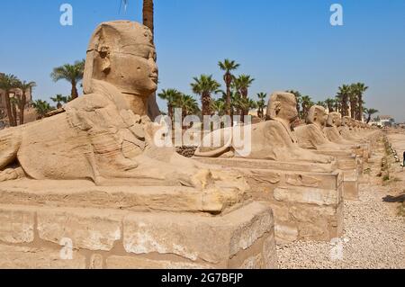 Recentemente scavato Sphinxes Avenue, Via processionale tra il Tempio di Luxor e il Tempio di Karnak, scavi, Tebe, Luxor, Egitto Foto Stock