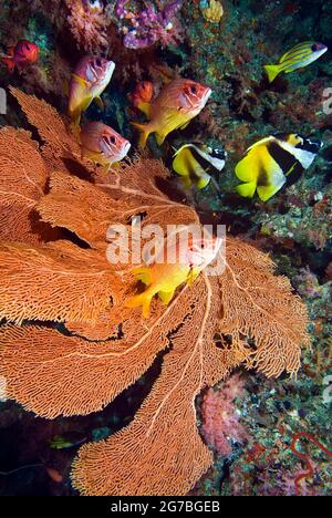 Pesce spada mascherato, pesce soldato robusto e pesce scoiattolo sabra a tifoso di mare arancione, Kudarah Thila, Maldive Foto Stock