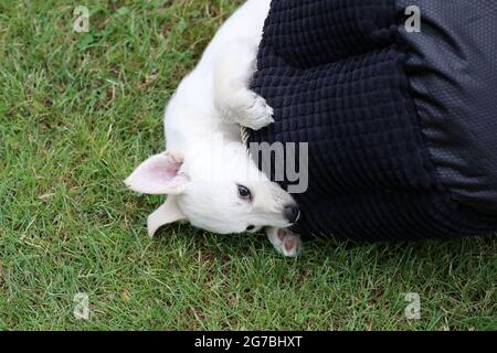 Giovane cane bianco in posa per foto su erba verde Foto Stock