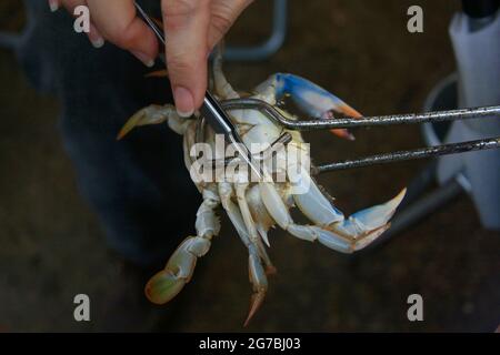 Maracaibo, Venezuela. I pescatori si raccolgono in cesti granchi blu catturati sul lago Maracaibo. Foto di: José Bula. Foto Stock