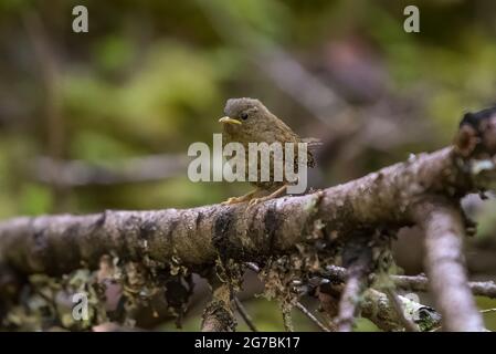 Pacific Wren, Troglodytes pacificus, nascente per l'elemosina dai genitori lungo Skookum Flats Trail, Mount Baker-Snoqualmie National Forest, Lavaggio Foto Stock