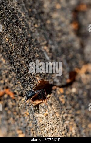 Falegname ANT, Camponotus sp., che esegue trucioli di legno mentre scavando gallerie in un albero caduto lungo Skookum Flats Trail, Monte Baker-Snoqualmie nati Foto Stock