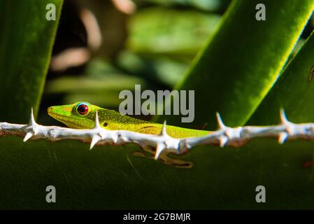 Primo piano vista di un greeen gecko in un cactus Foto Stock