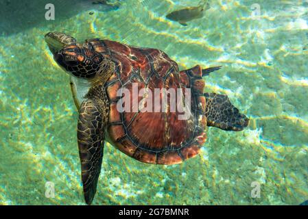 Tartaruga marina verde sulla superficie dell'acqua Foto Stock