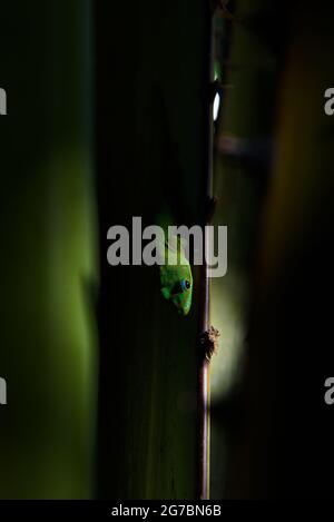 Testa di un geco verde nella luce Foto Stock