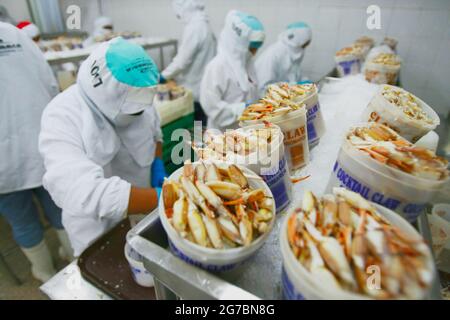 Maracaibo-Venezuela-21-07-2011- i lavoratori di un impianto di lavorazione del granchio blu preparano la specie da imballare ed esportare negli Stati Uniti. © JOSE I Foto Stock