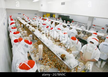 Maracaibo-Venezuela-21-07-2011-lavoratore in un impianto di lavorazione del granchio blu prepara la specie da imballare ed esportare negli Stati Uniti.foto José Bula Foto Stock