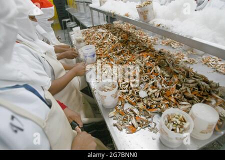 Maracaibo-Venezuela-21-07-2011-lavoratore in un impianto di lavorazione del granchio blu prepara la specie da imballare ed esportare negli Stati Uniti.foto José Bula Foto Stock