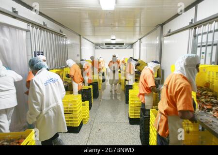 Maracaibo-Venezuela-21-07-2011- lavoratore presso un impianto di lavorazione del granchio blu prepara la specie da imballare ed esportare negli Stati Uniti. © JOSE È Foto Stock