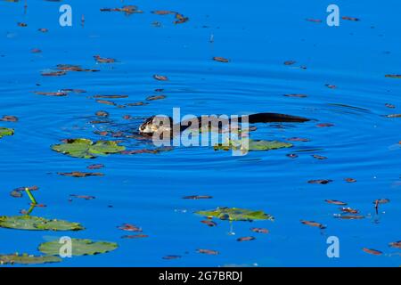 Un muskrat selvaggio Ondatra zibethicus; nuotare in un lago paludoso nella campagna Alberta Canada. Foto Stock