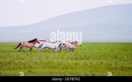 Xilingol. 12 luglio 2021. I cavalli corrono sulle Praterie di Xilingol nella regione Autonoma della Mongolia interna della Cina del nord, 12 luglio 2021. Credit: Lian Zhen/Xinhua/Alamy Live News Foto Stock