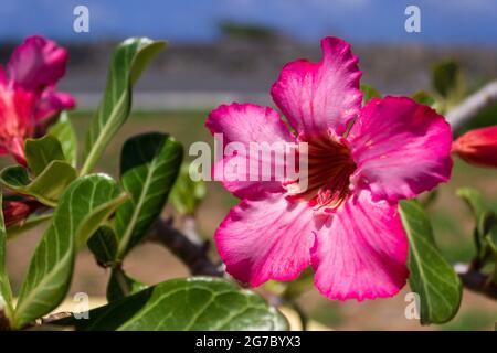 Un primo piano di una fioritura di mandevilla rosa con una gola a strisce gialle e rosa. Foto Stock