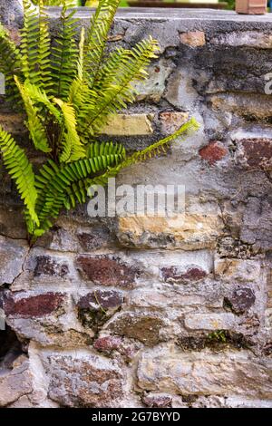 Un paio di felci di spada si aggrappano a un muro di pietra sull'isola di St. Croix, USVI. Foto Stock