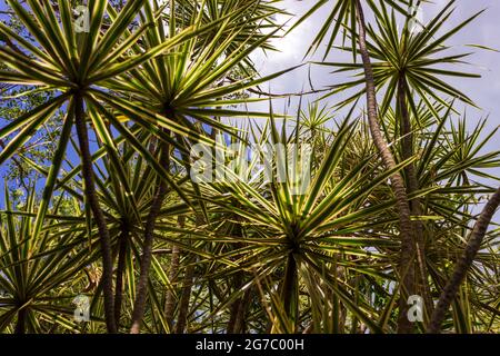 Le esotiche foglie spighe dell'albero del Drago del Madagascar formano strutture simili a pompon alla fine del tronco. Foto Stock