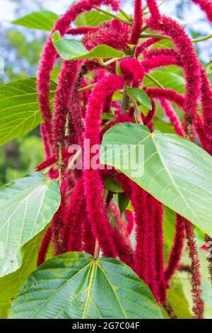 Le lunghe e fuzzy fioriture a coda di coda della pianta di ciniglia si distinguono tra le foglie verdi. Foto Stock