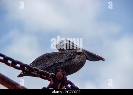 Un pellicano crogiolarsi al sole mentre è appollato su una vecchia gru del porto presso il molo di Frederiksted, St. Croix, USVI. Foto Stock