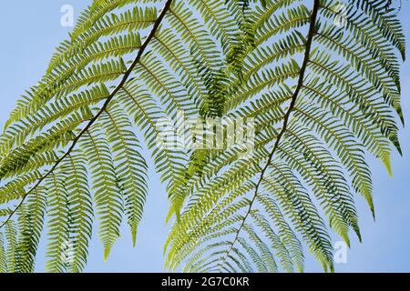 Dicksonia antarctica. Tree fern frond pattern Foto Stock