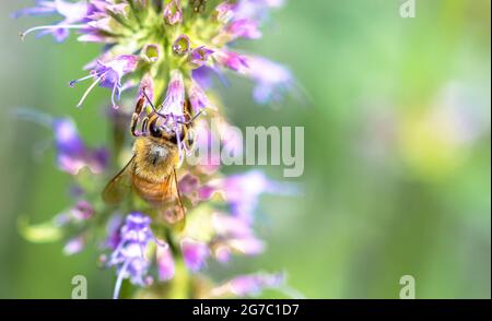 Un insolito scatto di una ape di miele (Apis mellifera) che tiene sopra e appesa da un fiore con la sua parte posteriore alla macchina fotografica. Spazio di copia. Long Island, New York. Foto Stock