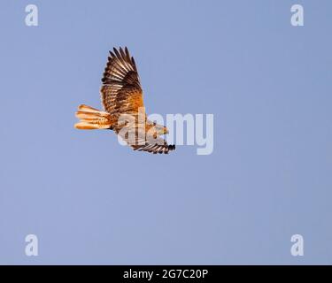 Un falco ferruginoso svetta nel cielo blu del Wyoming. Foto Stock