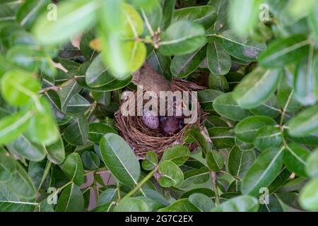 Bulbul dalle orecchie striate che alimenta il suo bambino Foto Stock