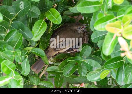 Bulbul dalle orecchie striate che alimenta il suo bambino Foto Stock