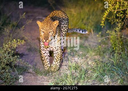 Leopardo africano (Panthera pardus) camminare nell'oscurità sulla savana nel Parco Nazionale Kruger, Sudafrica Foto Stock