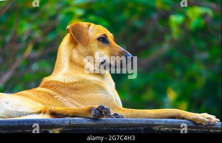 Cane marrone che giace da solo Foto Stock