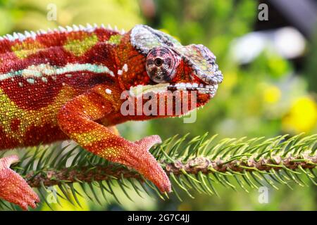 Chameleon animale pantera lucertola colorata bella sul ramo Foto Stock