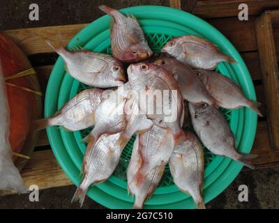 Alcuni pesci su vassoio al mercato del pesce Foto Stock
