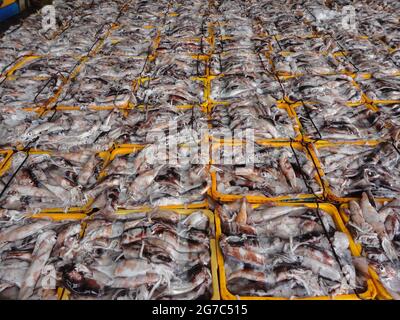 Stack di molti calamari freschi o seppie al mercato Foto Stock