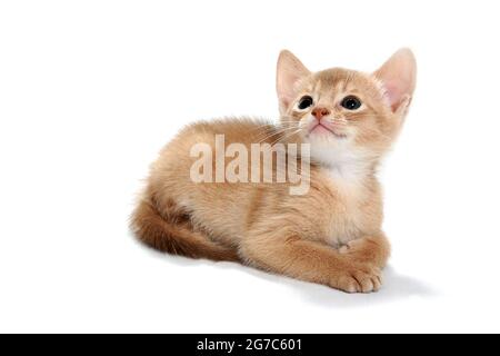 Un gattino rosso in purea giace su uno sfondo bianco isolato Foto Stock
