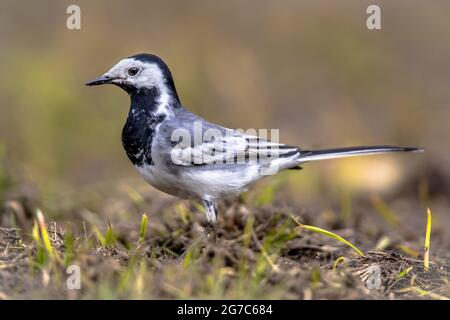 White wagtail (Motacilla alba) bird a camminare su terreni agricoli in campagna belga. Foto Stock