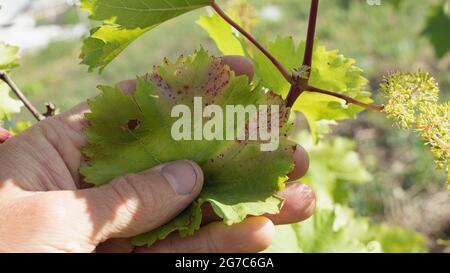 Alternaria su foglie di uva come macchie rosse gialle, pianta affetta da malattia fungina alternariosi Foto Stock