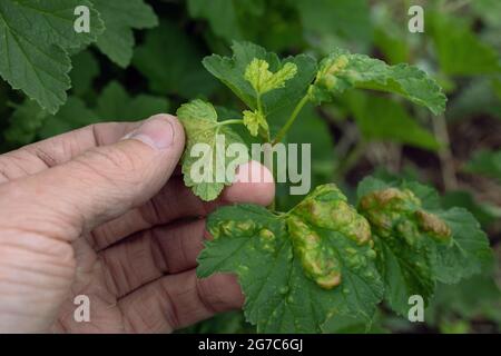 Uomo che tiene foglie di curry con foglia-grappando ribes afid. L'afide del goseberry è peste che danneggia tutti i tipi di ribes e di goosebaces Foto Stock